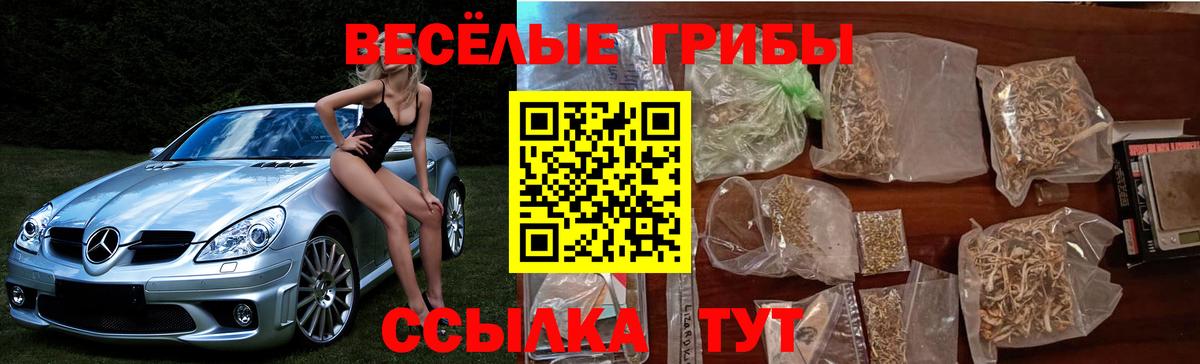 Галлюциногенные грибы Psilocybe Курганинск